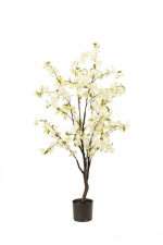 Cherry bloesemboom wit 135cm